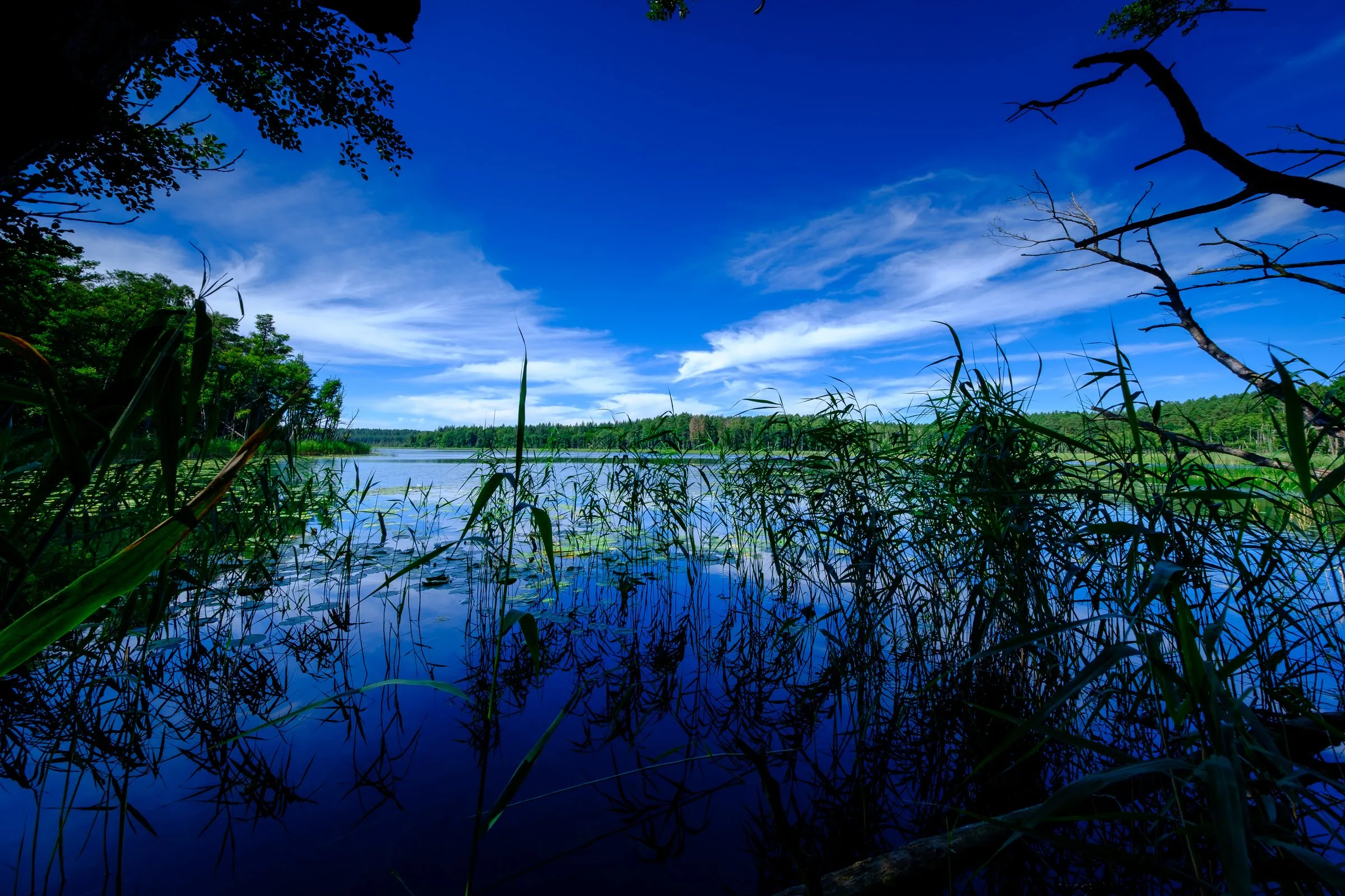 Blauer Himmel mit Wolken über einem See mit Schilf